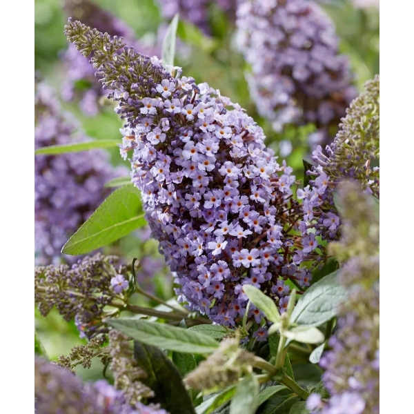Budleja Butterfly Candy ‘Little Sweetheart’ – sadzonka
